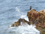 FZ027856 Cormorant on rock.jpg